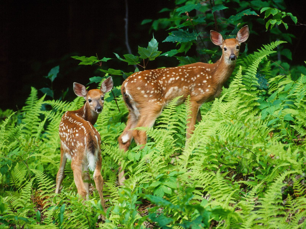 pictures of rainforest animals