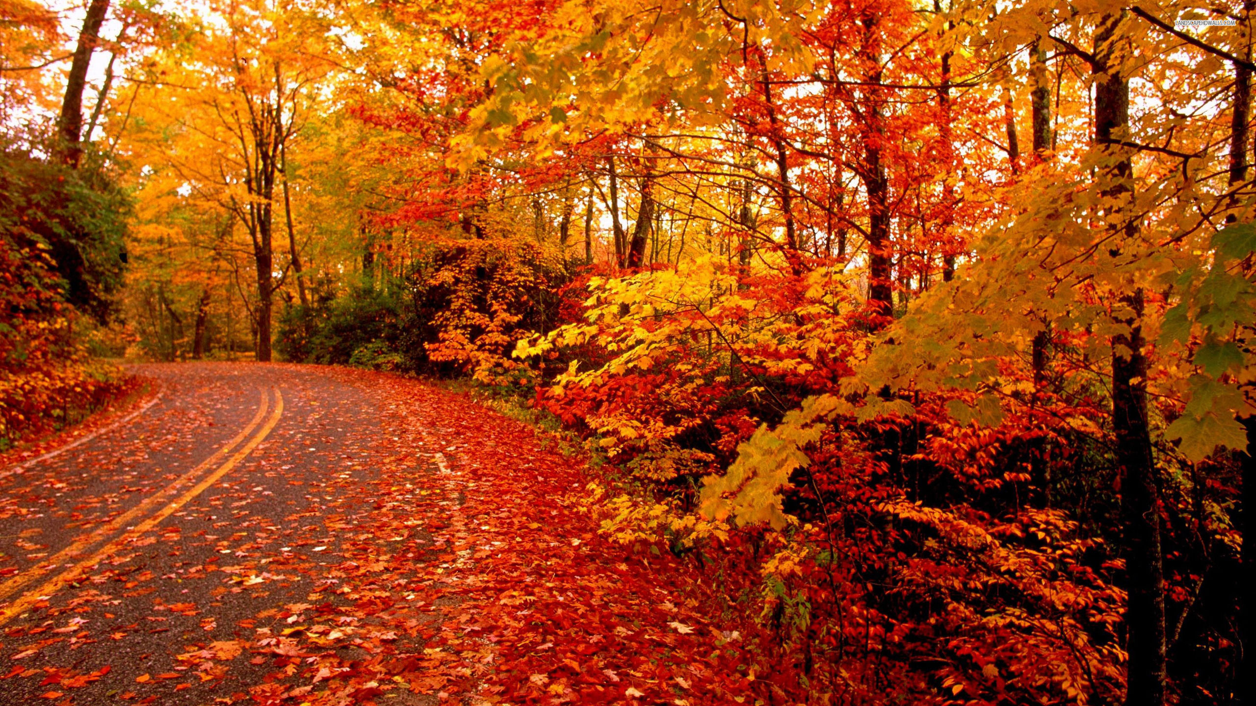 Fonds D cran Automne Feuilles Mortes MaximumWallHD Fonds D cran Automne Feuilles Mortes MaximumWallHD